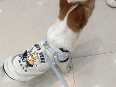 -瑞鹏宠物医院·夜间急症·心超·猫科(祖庙分店)