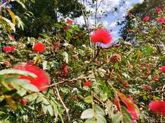 -中国科学院西双版纳热带植物园