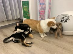 -浣熊柯尔鸭土拨鼠·电玩咖