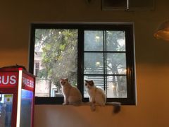 -李小姐の猫咖啡馆(五角场店)