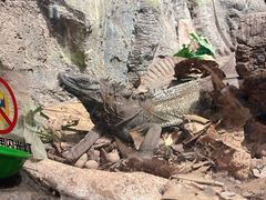 -正佳雨林生态植物园