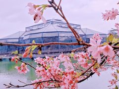 -中国科学院华南植物园