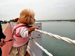 -贡湖湾湿地公园