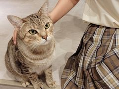 -猫儿山۰猫主题餐厅