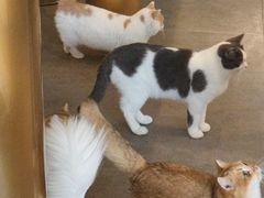 -飞行喵MR PILOT|猫舍·猫咖(静安大融城店)