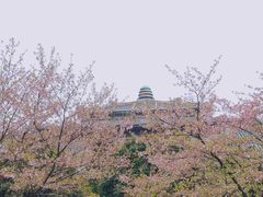 -武汉大学-樱园