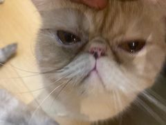 -Meowの猫咖(万家丽店)