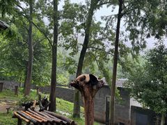 -都江堰中华大熊猫苑