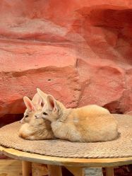 -Zoolung Zoolung动物主题公园(海信广场店)