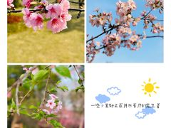 -顾村公园