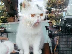 -平行世界·猫咖(首经贸店)