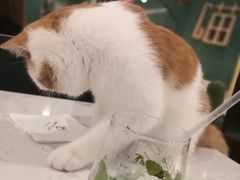 -飞行喵MR PILOT|猫舍·猫咖(静安大融城店)