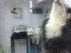 傲雄叮叮宠物美容(嘉善路店)-傲雄·叮叮宠物(新华路店)