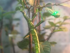 -上海大自然野生昆虫馆(东方明珠·爬宠昆虫探索中心)
