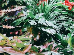 -花鸟鱼虫鲜花绿植市场(玉泉路店)