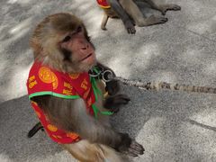 -青峰峡国家森林公园