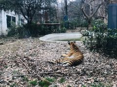 -成都动物园