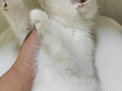 -瑞派名望24h动物医院异宠专科·猫专科·骨科·重症监护分院