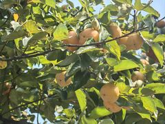 -浙江西子宾馆·瑶园咖啡厅