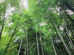 -缙云山景区