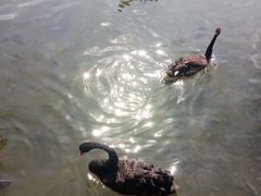 -五缘湾湿地公园
