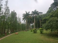 -三水森林公园