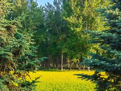 -长白岛森林公园