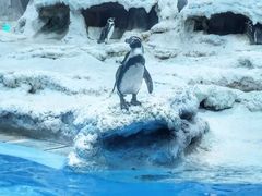 -帝企鹅自助餐厅•儿童岛•真企鹅(长隆企鹅酒店)