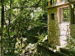 -天目山大树王景区