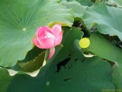 -泗洪洪泽湖湿地景区