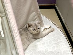 -藏猫猫咖啡主题馆(中央大道店)