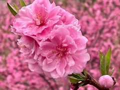 -抱犊寨风景区
