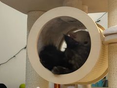 -小猫来了·猫舍(红山六九七九店)