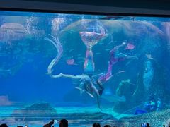-海合安成都极地海洋公园