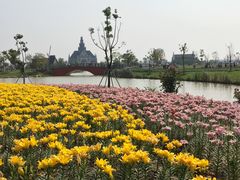 -荷兰花海