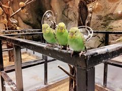 -zoonana室内动物园(东方福来德店)