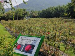 -亚龙湾国际玫瑰谷
