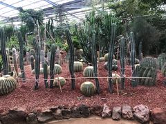 -呀路古热带植物园