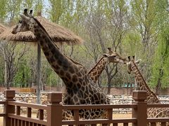 -北京野生动物园