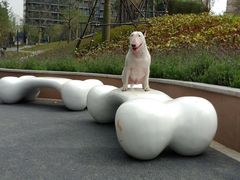 -景田北六街公园宠物主题园
