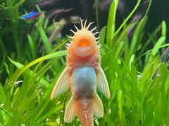 -上海海洋水族馆