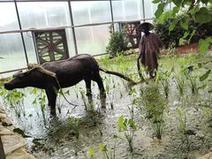 -上海都市菜园