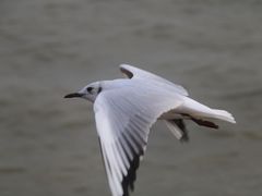 -深圳湾公园(南山区)