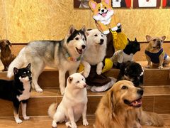 -和它·交个朋友·狗咖猫咖(爱琴海店)