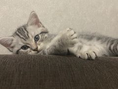 -宠颐生宠物医院·心肾内科·猫专科诊疗中心宠巢店
