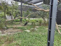 -新加坡飞禽公园