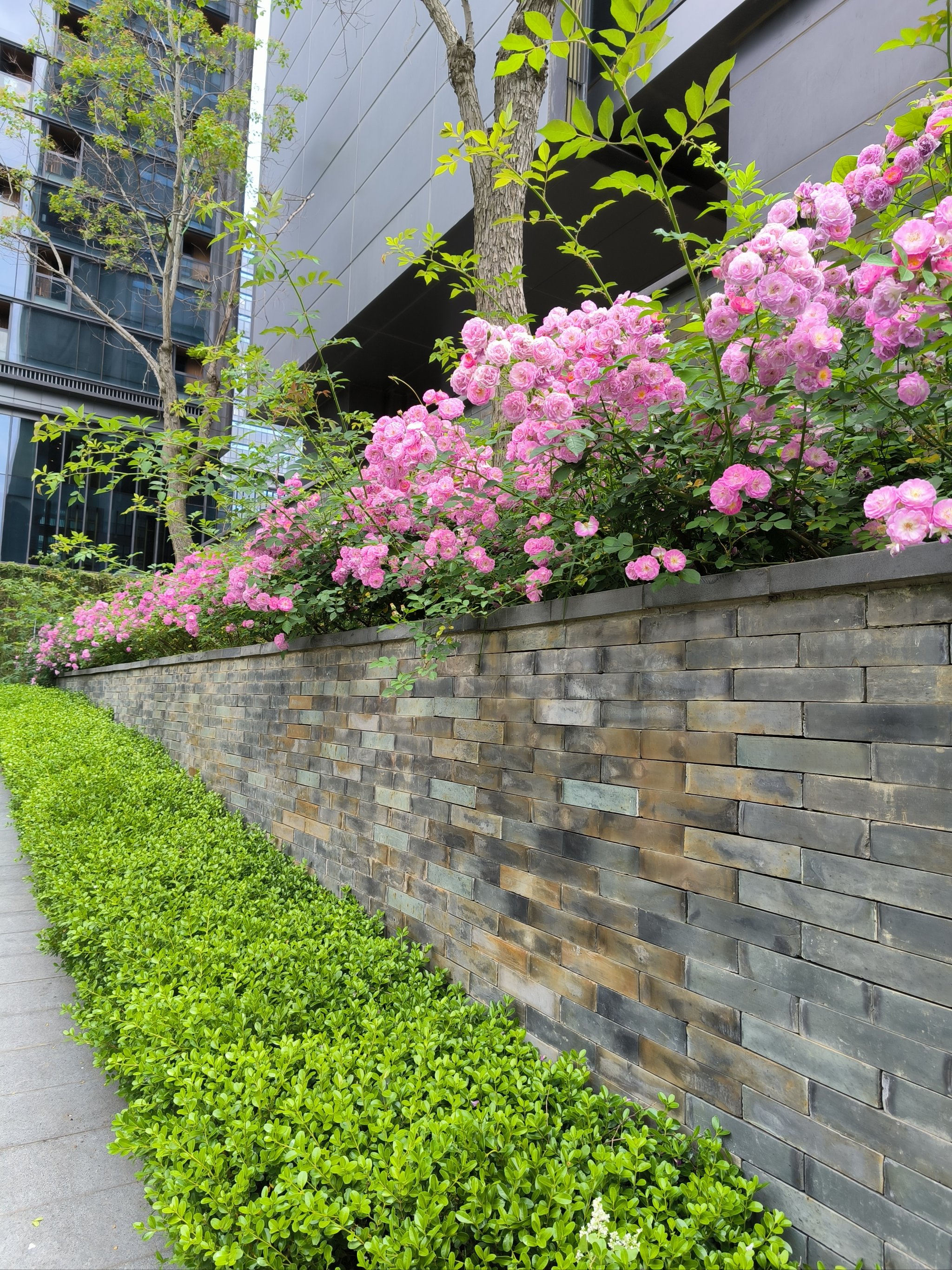 真实的花朵 风景图片