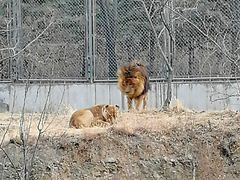 -石家庄市动物园