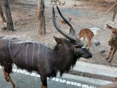 -清迈夜间动物园