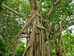 -中国科学院西双版纳热带植物园